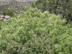 Fraxinus cuspidata