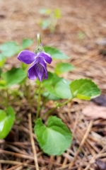 Viola howellii