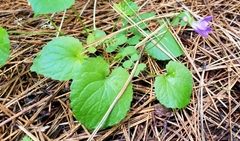 Viola howellii