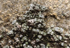 Circinaria contorta
