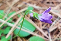 Viola howellii