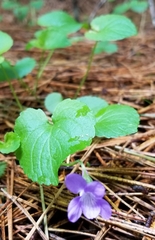 Viola howellii