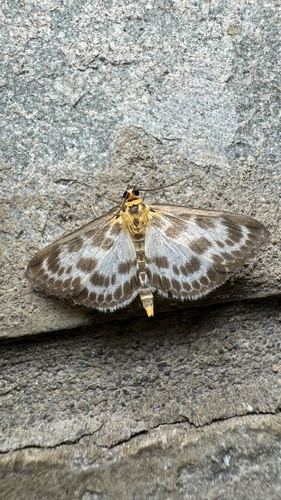 Vijačka záhradná (Anania hortulata)