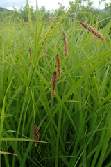Carex cryptocarpa