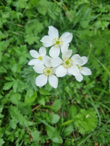 Image of Anemonastrum narcissiflorum by no rights reserved