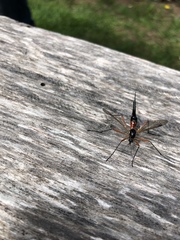 Tanyptera atrata