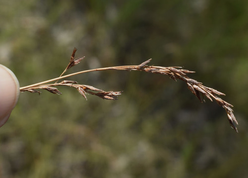 Schoenus punctatus observed 2024-05-04