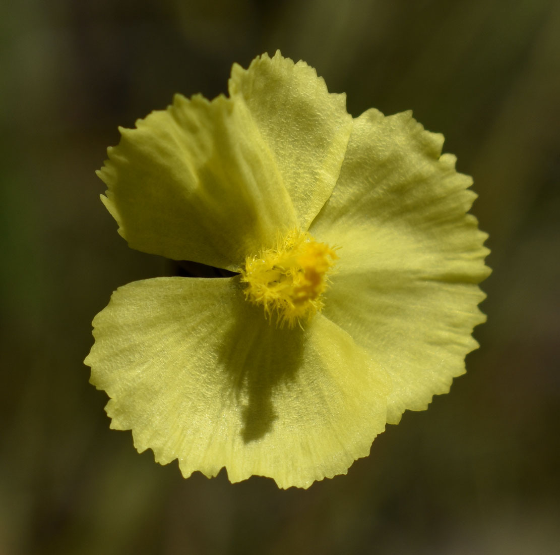 Xyris complanata