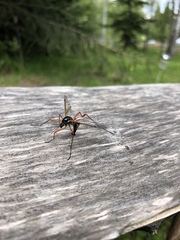 Tanyptera atrata
