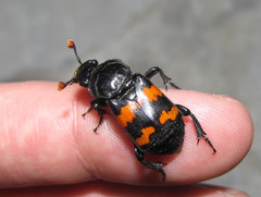 Nicrophorus guttula