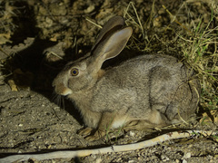 Lepus victoriae