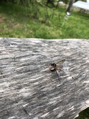 Tanyptera atrata