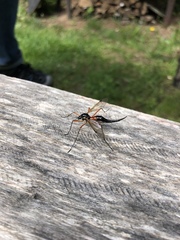 Tanyptera atrata