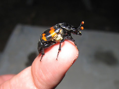 Nicrophorus guttula