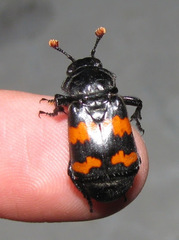 Nicrophorus guttula