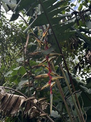 (c) Nicolás Baresch Uribe, some rights reserved (CC BY) Heliconia griggsiana, photograph (c) Nicolás Baresch Uribe, some rights reserved (CC BY)