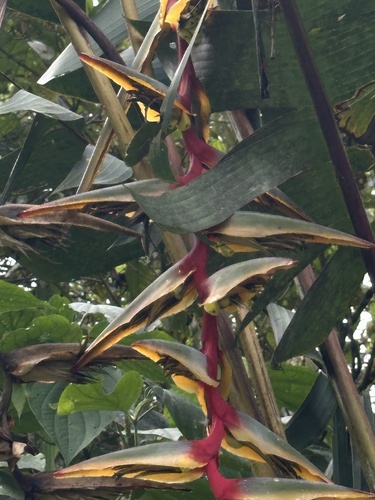 Heliconia griggsiana, photograph 6
