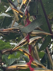 Heliconia griggsiana, photograph (c) Nicolás Baresch Uribe, some rights reserved (CC BY)