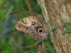 Caligo telamonius memnon