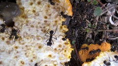 Formicidae