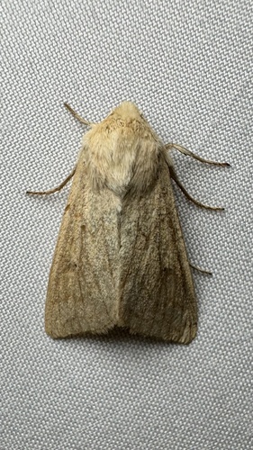 mora (Mythimna)
