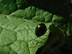 Chrysolina fastuosa