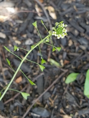 Capsella bursa-pastoris
