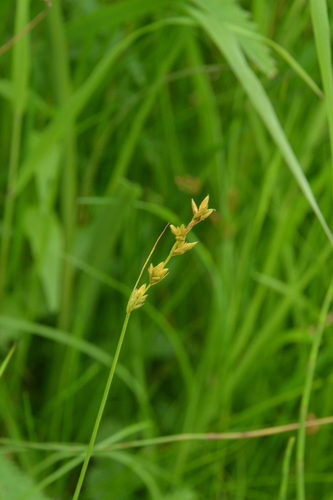 Carex diastena