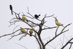 Treron phoenicopterus