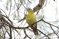 Treron phoenicopterus