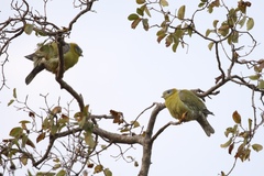 Treron phoenicopterus