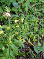Capsella bursa-pastoris