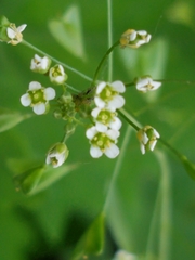Capsella bursa-pastoris
