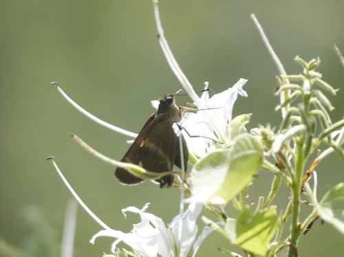 Nikko Skipper