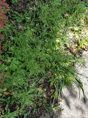 Capsella bursa-pastoris