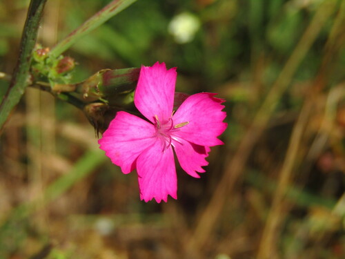 Image of Dianthus balbisii by (c) Samuele Papeschi, some rights reserved (CC BY)