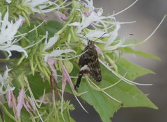 Codatractus alcaeus alcaeus