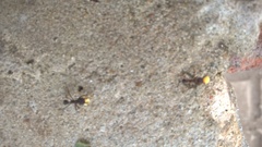 Formicidae