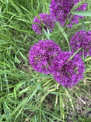 Allium hollandicum