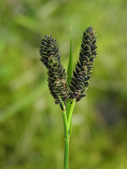 Carex eleusinoides