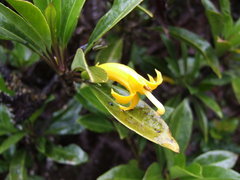 Scaevola glabra