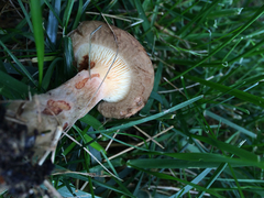 Paxillus