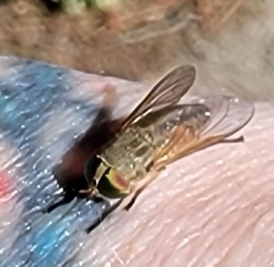 Saltmarsh Greenhead Flies photo 5