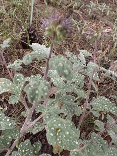 Image of Phacelia hydrophylloides by (c) Hydrocycler (Elizabeth Dougherty), some rights reserved (CC BY)