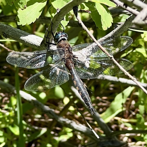 Spiny Baskettail photo 4