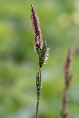 Carex nigra juncea