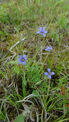 Sisyrinchium