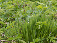 Carex nigra juncea