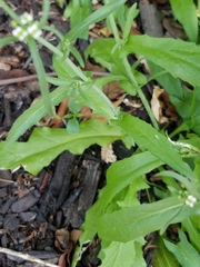 Capsella bursa-pastoris