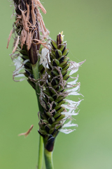 Carex nigra juncea